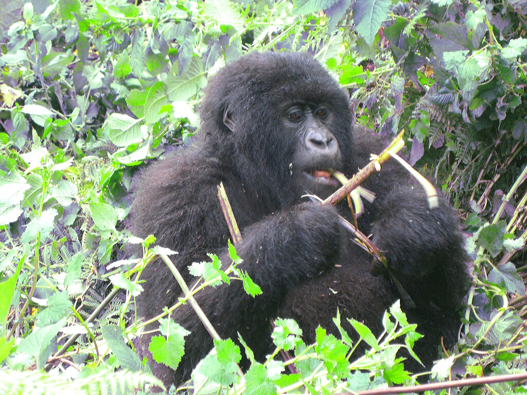 trekking mountain gorillas rwanda