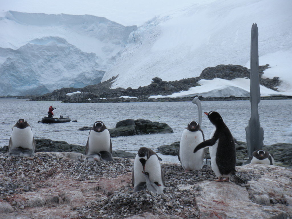 penguins antarctica