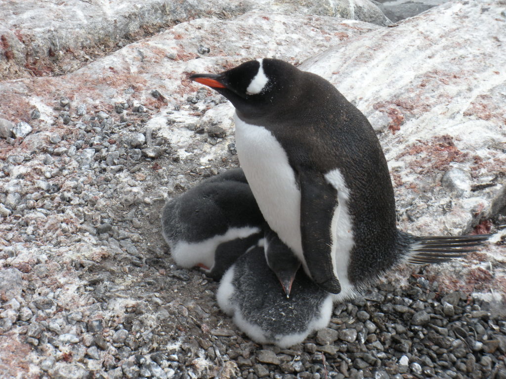 what to do in antarctica