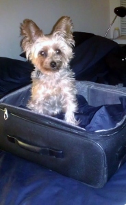 travelling with a dog