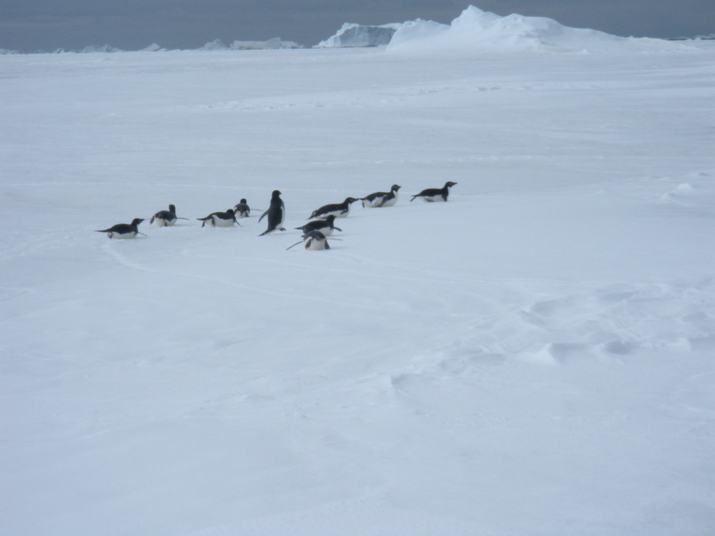 Antarctica12