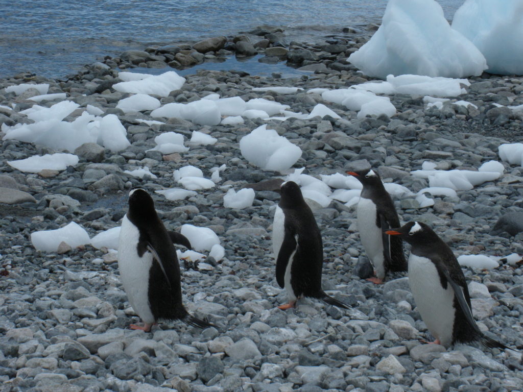 antarctica
