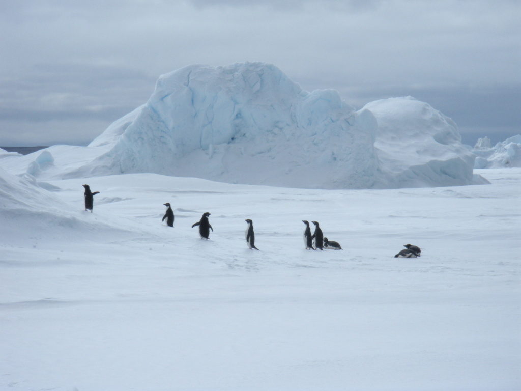 penguins in Antarctica