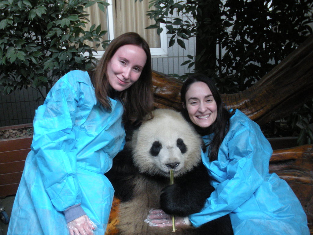 hold a baby giant panda in chengdu china