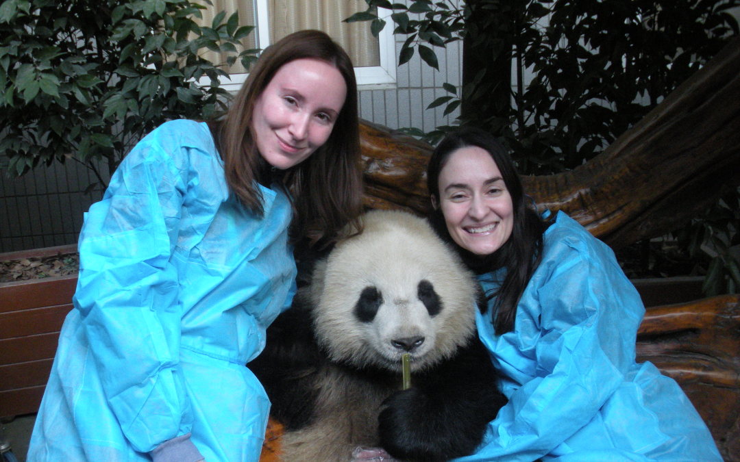 Hugging a Panda in Chengdu, China!