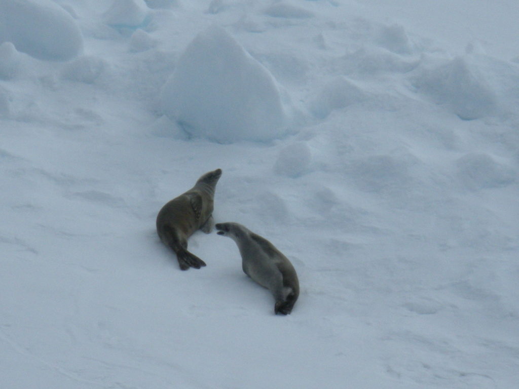 reasons to visit antarctica 