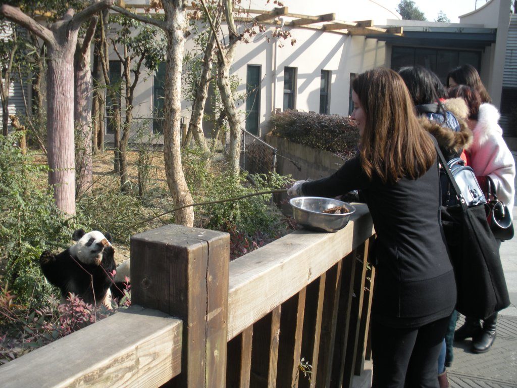 feeding giant panda chengdu china is part of panda volunteering in china