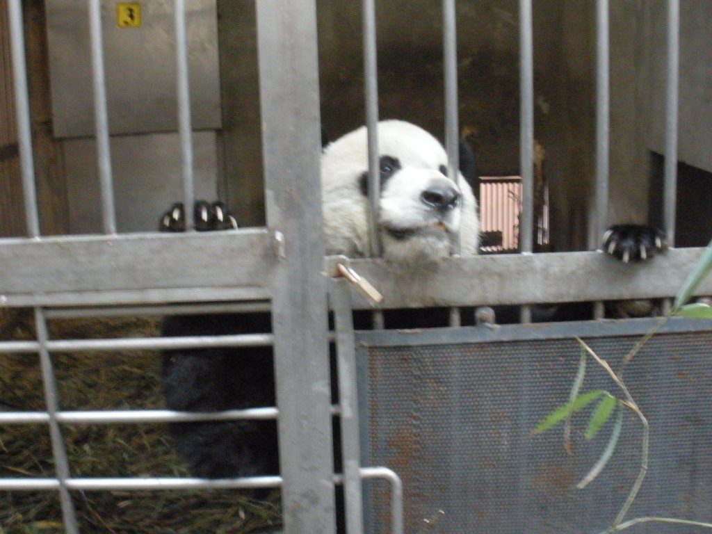 Volunteer with Pandas in China at the panda base in chengdu