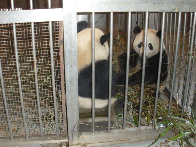 feeding giant pandas was one of the things we did for the panda volunteer program in Chengdu china