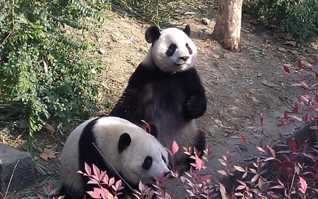 pandas chengdu china we fed as part of the panda volunteer program Chengdu 