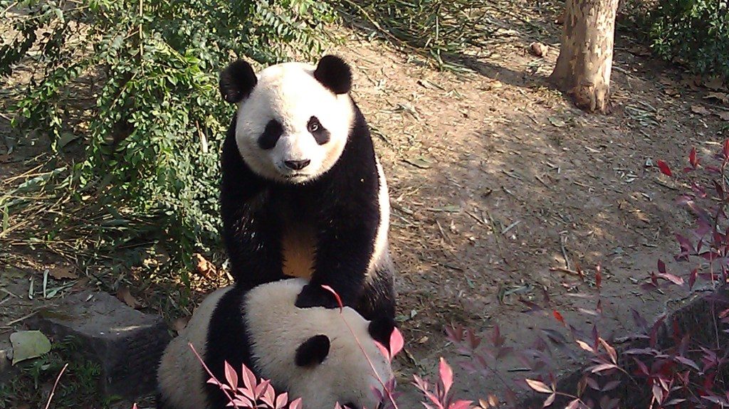 visiting the panda base is a must on any chengdu china itinerary