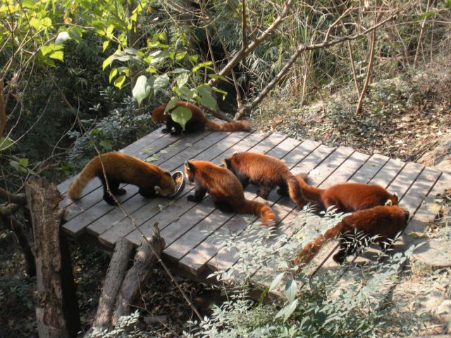two days in chengdu panda base red pandas
