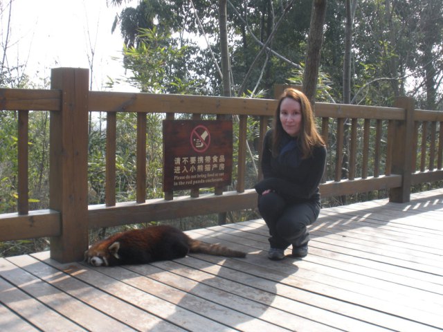 chengdu panda base red pandas chengdu china in 2 days