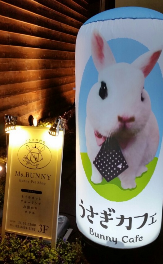 Our Experience Visiting a Bunny Cafe in Japan