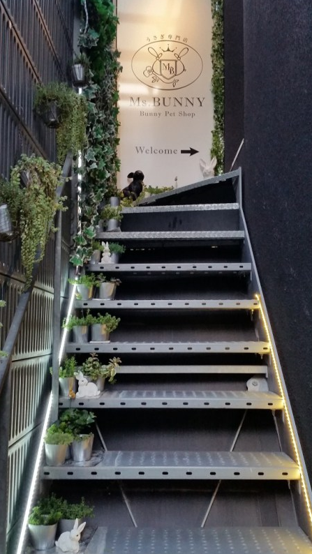 tokyo japan bunny and hedgehog cafe japan