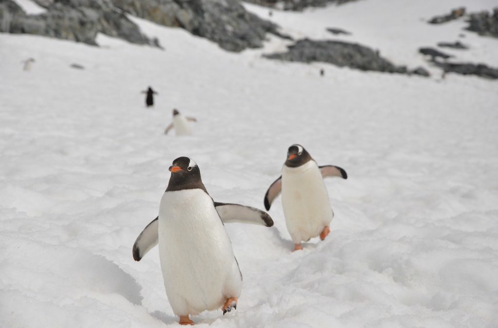 7 Best Things to do in Antarctica