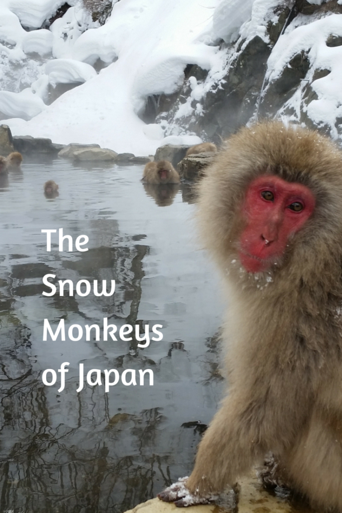 Photos and information about our amazing day visiting the Japanese snow monkeys at Jigokudani Snow Monkey Park, Japan.
