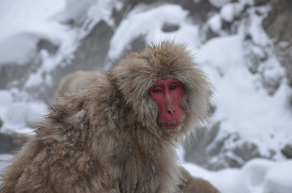 Japanese Snow monkey Nagano