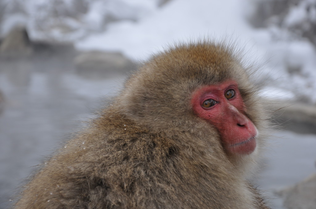 Snow monkey Japan at Nagano monkey park 