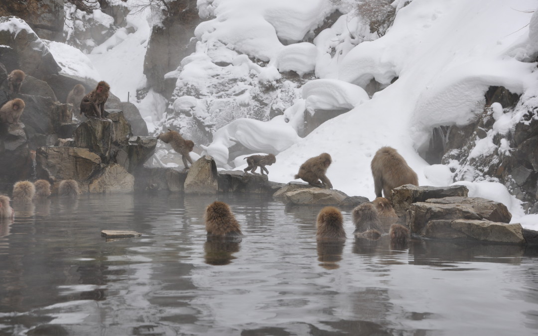 Snow Monkeys in Japan: How to Visit Jigokudani Snow Monkey Park