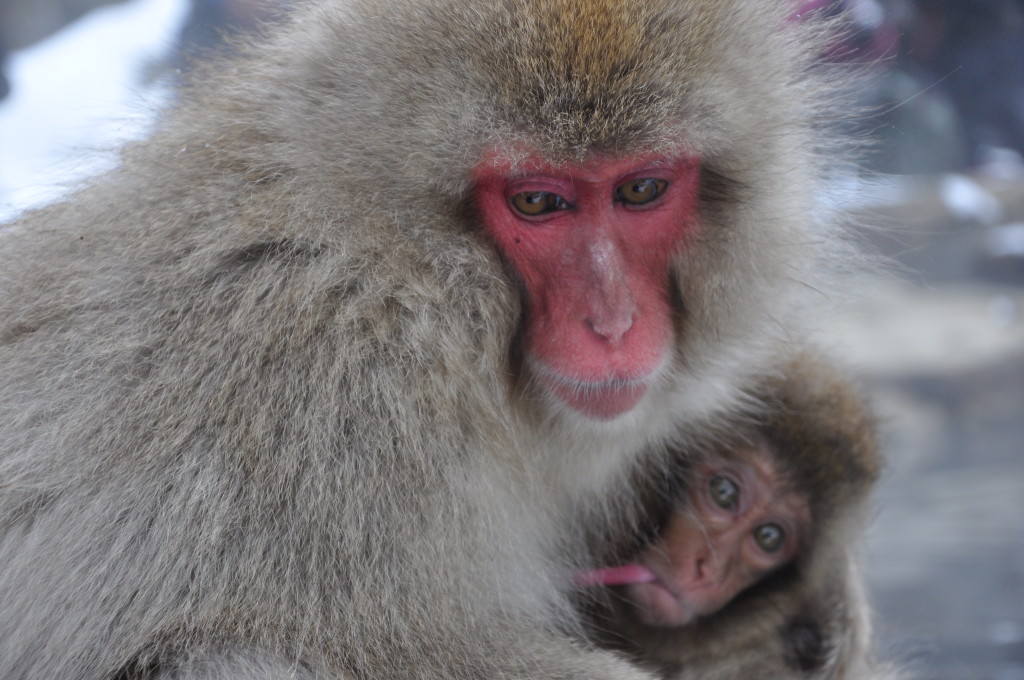 japan show monkeys nagano Snow monkeys Japan breast feeding