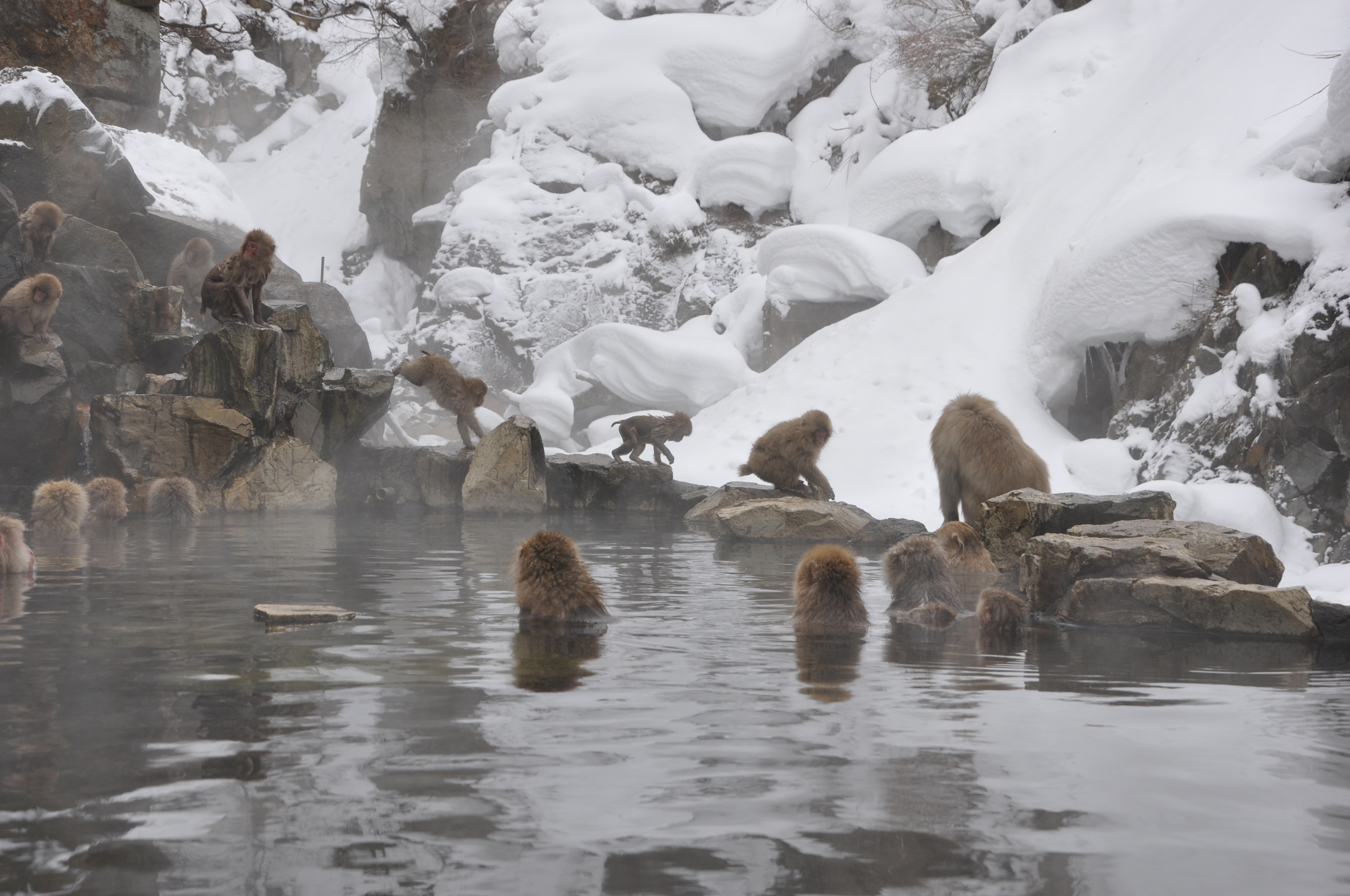 Snow Monkeys in Japan Ultimate Guide for Visiting Jigokudani Snow