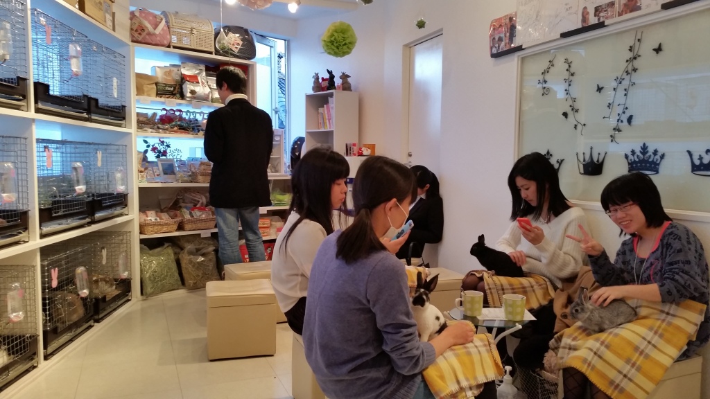 Our Experience Visiting a Bunny Cafe in Japan