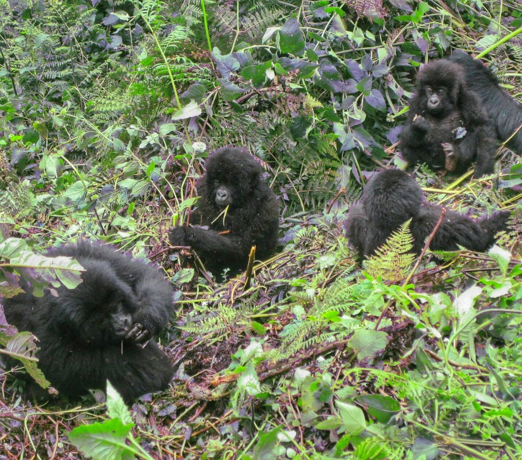 mountain gorilla mountain gorillas, gorilla trekking rwanda, rwanda gorilla trekking, gorillas rwanda, rwanda gorillas rwanda gorilla trek mountain gorilla tracking rwanda safaris rwanda gorilla safaris