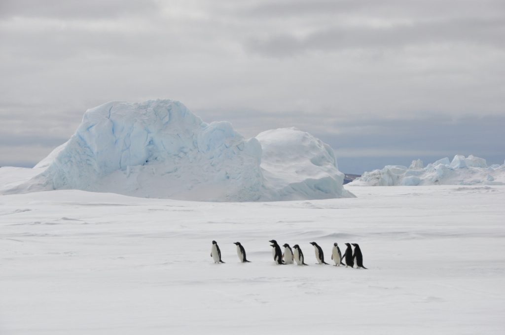 reasons to visit antarctica
