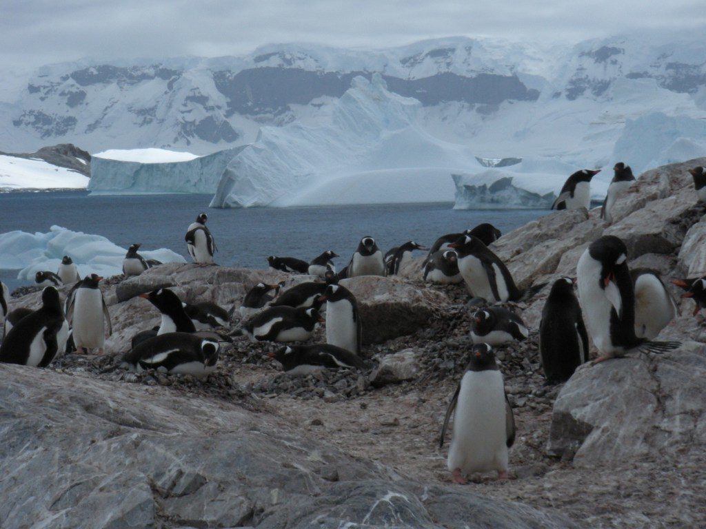 The Best Things to do in Antarctica