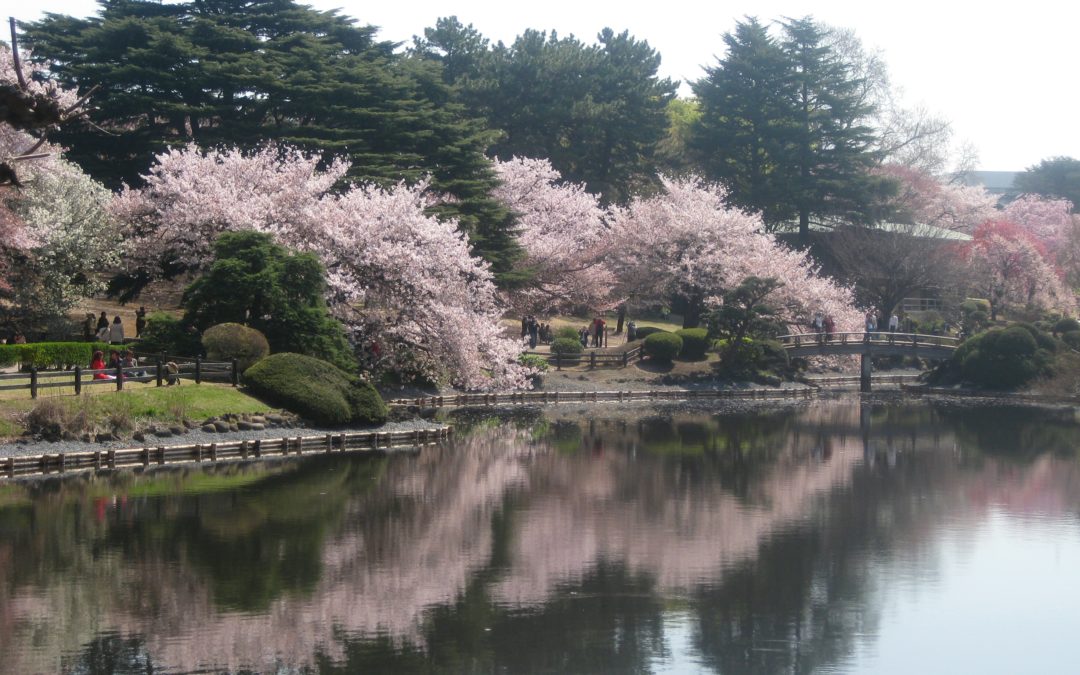 Tips for Cherry Blossom Viewing in Japan