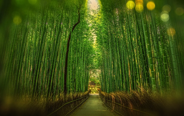 the bamboo forest is one of the places to visit in kyoto japan