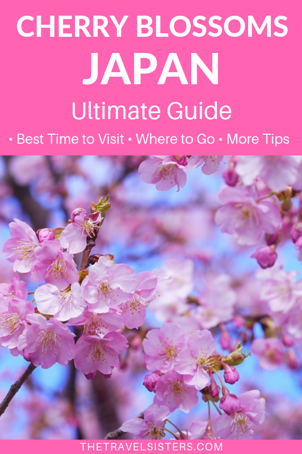 Best Time to Visit Japan for Cherry Blossoms - The Travel Sisters