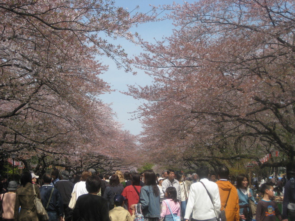 Best Times to Visit Japan For Cherry Blossoms in 2024 + Top Spots ...