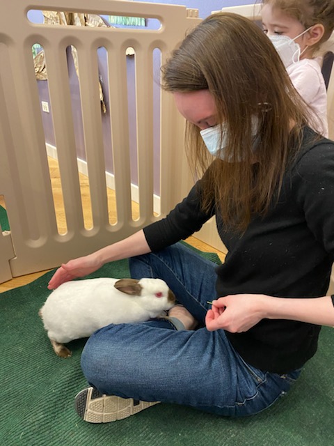 Cuddle Bunny in Chicago: Pet and Feed Bunnies