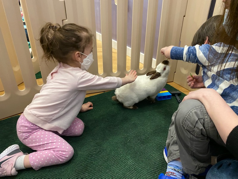 Petting a bunny at the Cuddle Bunny in Chicago