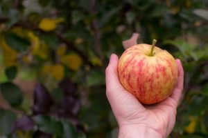 apple picking orchards near Chicago