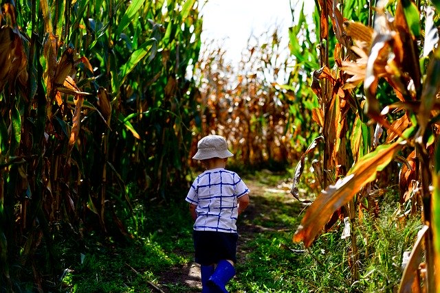 small child walking through a corn maze near Chicago