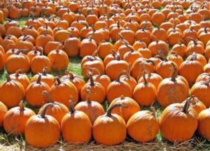 pumpkin patch by Chicago