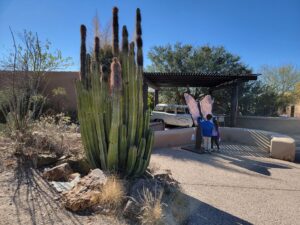 Arizona-Sonora Desert Museum one of the best things to do in Tucson for families